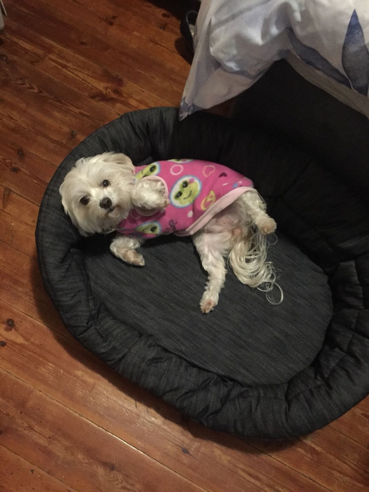 Standard Oval Bed Cushion
